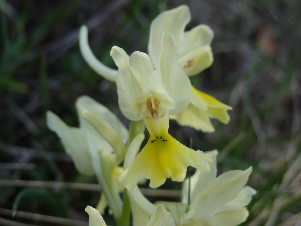 Orchidea ... O. pauciflora